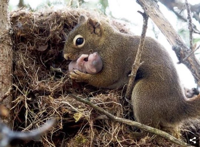 LMPositif's tweet photo. 🐿 Des chercheurs canadiens ont démontré que les écureuils pouvaient recueillir des bébés écureuils orphelins ! ❤️ https://t.co/2Ehkvn5Rxs