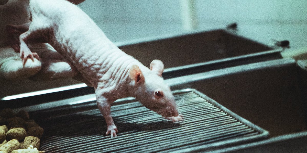 RetratosCiencia's tweet photo. ‼️📸En el Bioterio del #IMBECU #CONICET la experimentación con animales se desarrolla siguiendo el principio de las tres erres: Reemplazar, Reducir, Refinar (evitar el uso, minimizar la cantidad, adecuar procedimientos para su bienestar). #retratosdeciencia https://t.co/cBFWkAwcNh