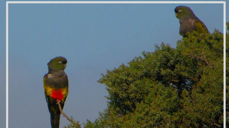 BandadasP's tweet photo. El Monte es fundamental para la alimentación de nuestras aves. Y la vida de nuestras aves fundamental para nosotros los humanos: en el equilibrio natural está nuestro futuro. Más info: https://t.co/iNhJnw6hgH https://t.co/qxijxdfFuH