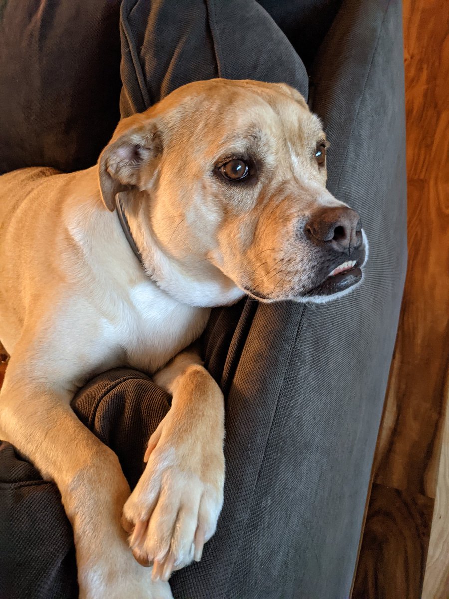 My dogs - longingly staring out the window on a rainy day like they are waiting for their spouses to return from The Sea.