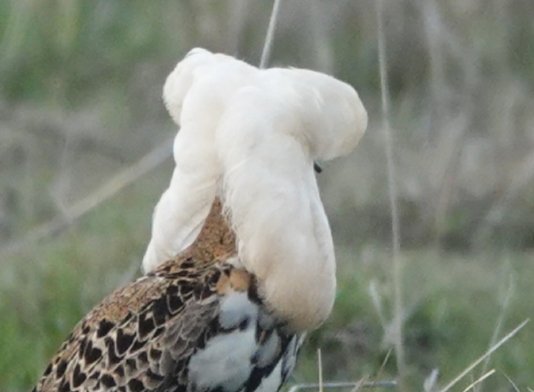 KoivulaKari's tweet photo. #Ruff style. #waders #ruffproject #Liminganlahti. https://t.co/4NXKA1spCH