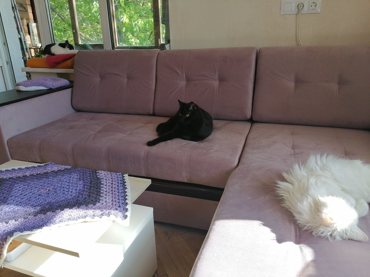 Hellleae's tweet image. Баньте меня, я сегодня  дивпноспамлю! 😆😆😆 #котейки  #мойдом #моясемья