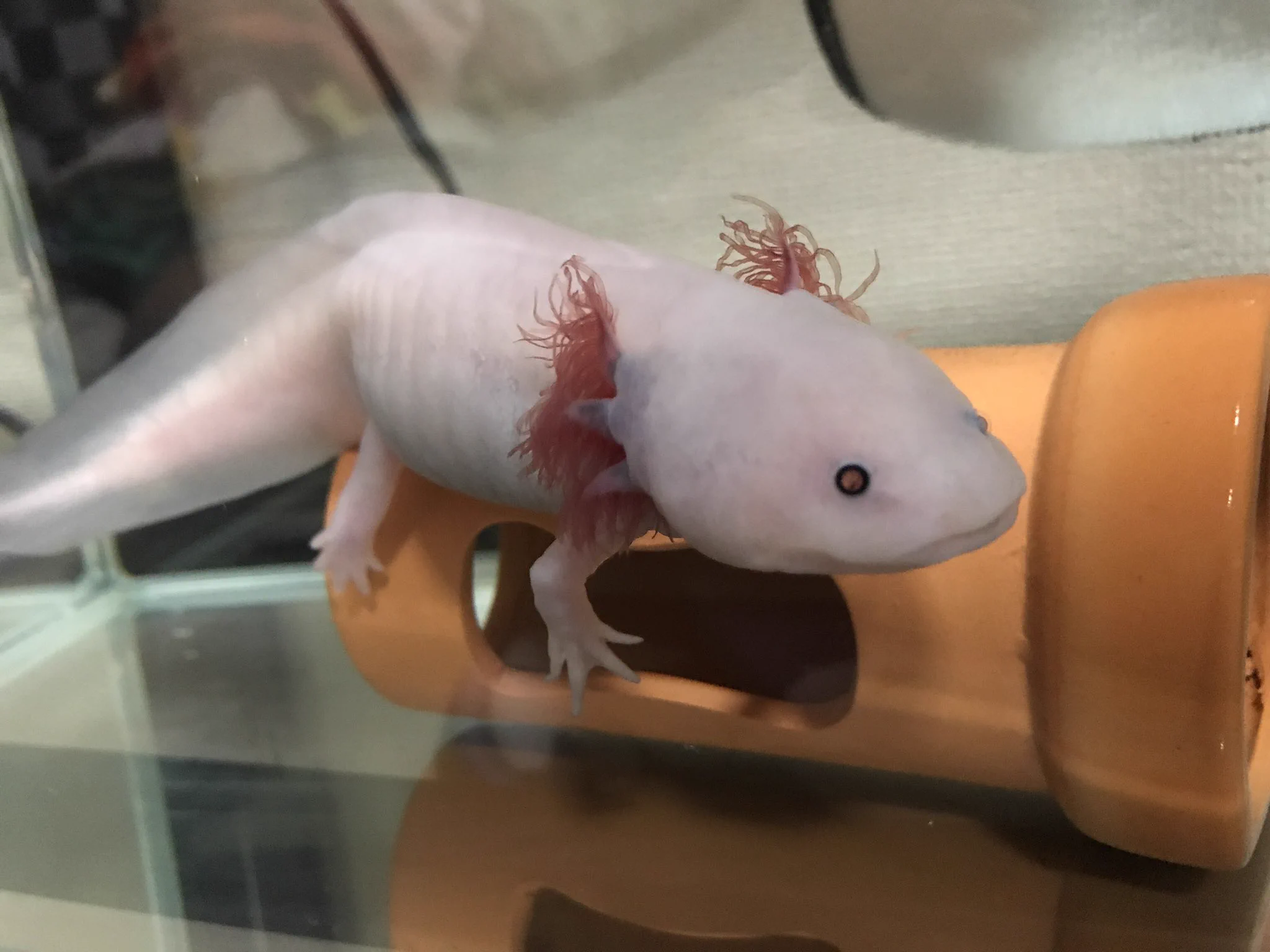 @Axolotl2013 うちの鉄生はリューシステックです😆
最近エラが小さくなって困ってます🤦‍♂️ 