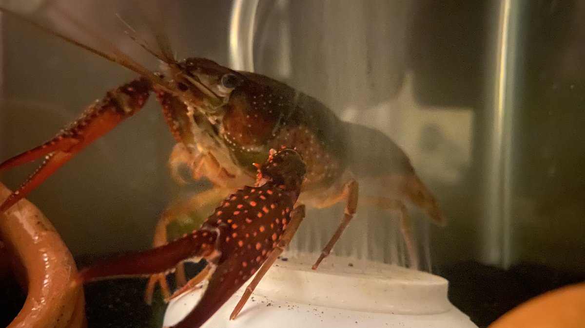 Matt_Schrader_'s tweet photo. Last night I as going to bed I checked in on our beautiful smart crayfish son Larry, and found that he had decided the bubbler was his jacuzzi. Living his best #craylife https://t.co/DdByRe94V1
