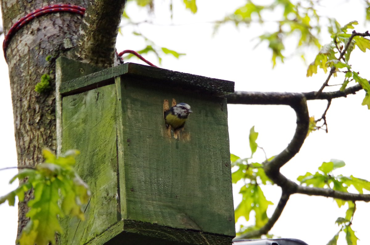 foley_park's tweet photo. Look who's moved in to birdbox 1 on the site! Mr &amp; Mrs Blue Tit along with their chicks are delighting us all with frequent food visits. The chicks are keeping mum and dad busy, cheeping away. #featheredfriends https://t.co/zf8vZ4gyZH