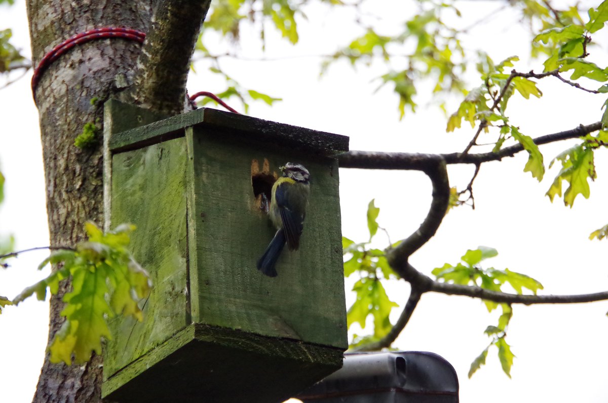 foley_park's tweet photo. Look who's moved in to birdbox 1 on the site! Mr &amp; Mrs Blue Tit along with their chicks are delighting us all with frequent food visits. The chicks are keeping mum and dad busy, cheeping away. #featheredfriends https://t.co/zf8vZ4gyZH
