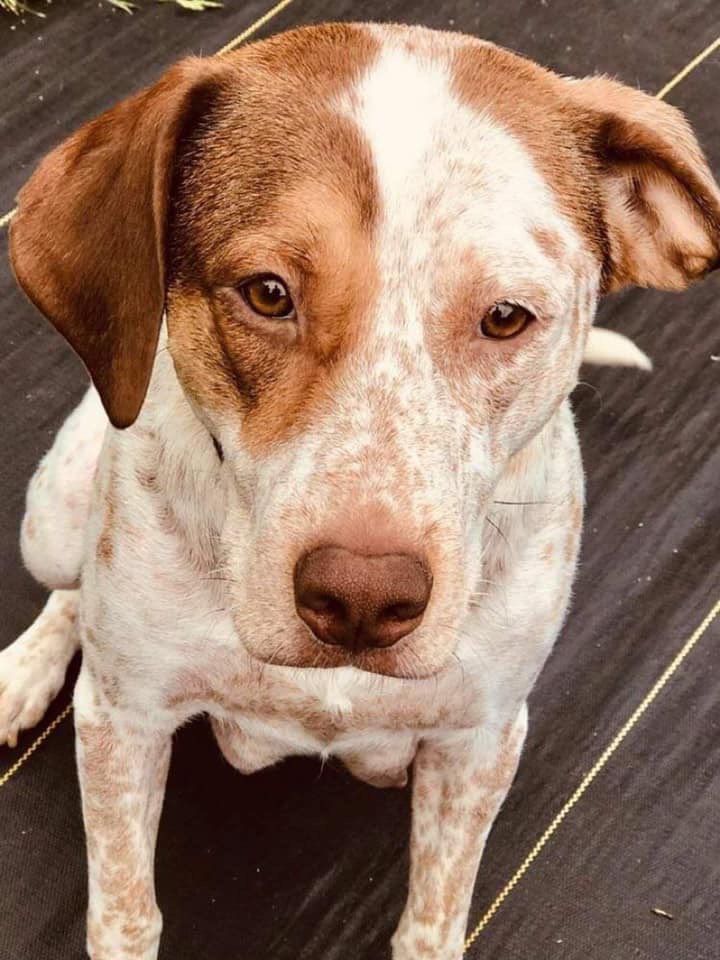 Mari 
Great with: kids, dogs, cats
2 year old , female 
pointer/spaniel/Braque du Bourbonnais mix
snarranimalrescue.org/adoption-appli…

#snarr #puppies #adoptdontshop #rescuedismyfavoritebreed #rescuedogs #rescuedog #rescuepuppies #rescuedogsofinstagram #redtickmix #heelermix #pointermix