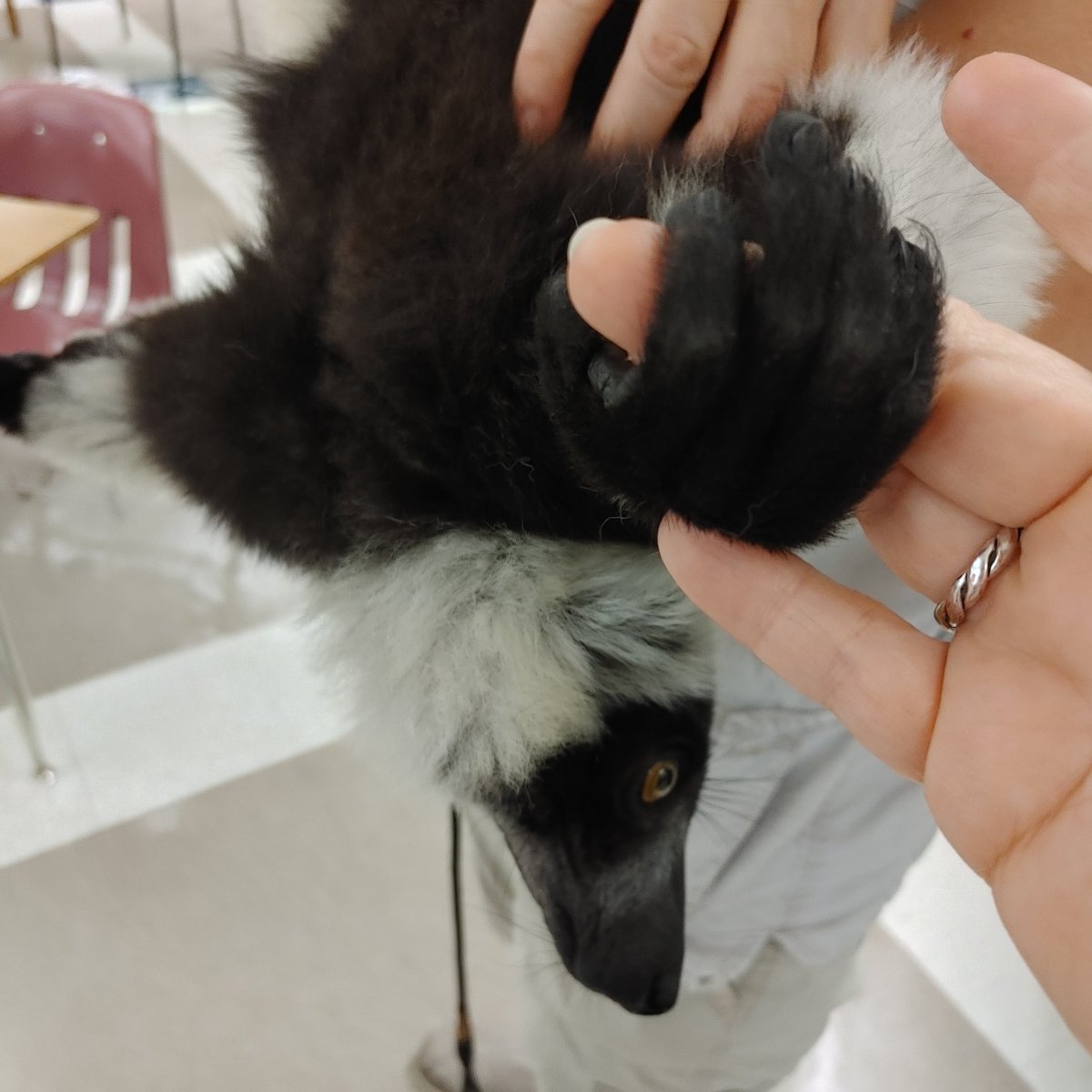 RicharRenee's tweet photo. Senior Day at Spanish River @RiverPTSA is a blast! I got to meet Jenko the lemur up close and personal. Such a great event for the graduating seniors. #chaperone #fun #seniorgoodbye https://t.co/o7X26fExNQ