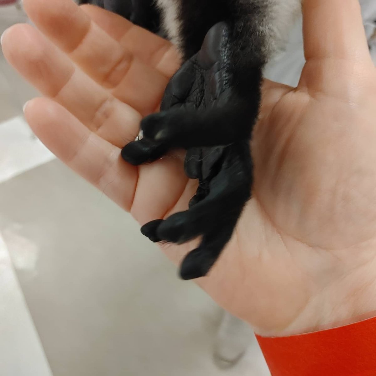 RicharRenee's tweet photo. Senior Day at Spanish River @RiverPTSA is a blast! I got to meet Jenko the lemur up close and personal. Such a great event for the graduating seniors. #chaperone #fun #seniorgoodbye https://t.co/o7X26fExNQ