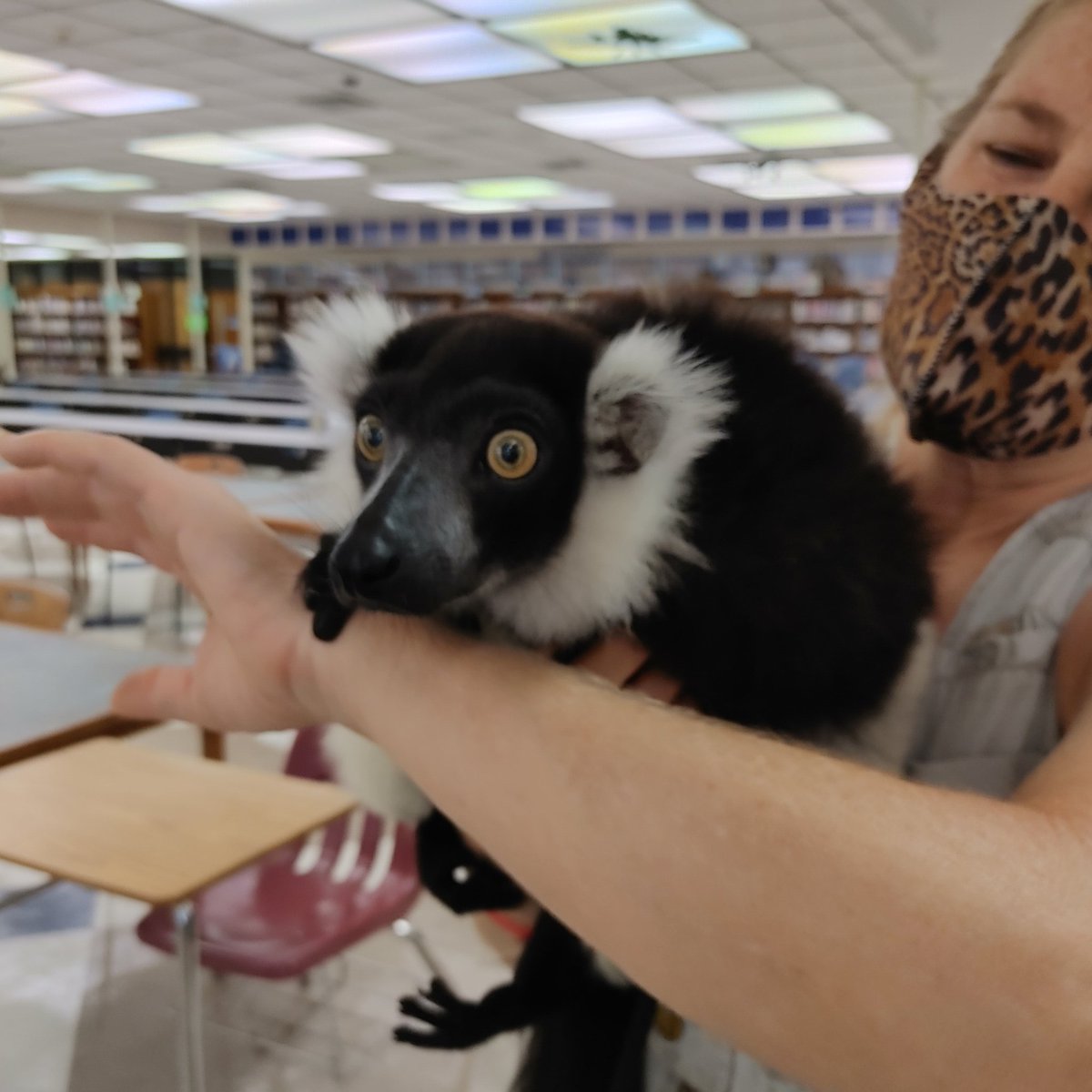 RicharRenee's tweet photo. Senior Day at Spanish River @RiverPTSA is a blast! I got to meet Jenko the lemur up close and personal. Such a great event for the graduating seniors. #chaperone #fun #seniorgoodbye https://t.co/o7X26fExNQ
