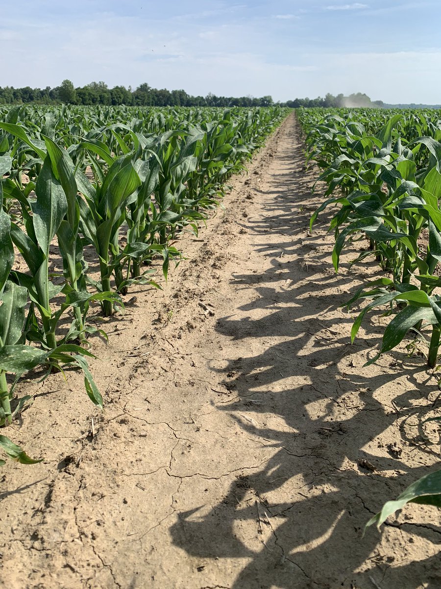 BluegrassAg's tweet image. Channel 214-78 looking great this morning. Cool weather slowed it down for a couple weeks, but now it is loving the warm weather, sunshine and a great fertility program! @ChannelSeed @ConceptAgriTek