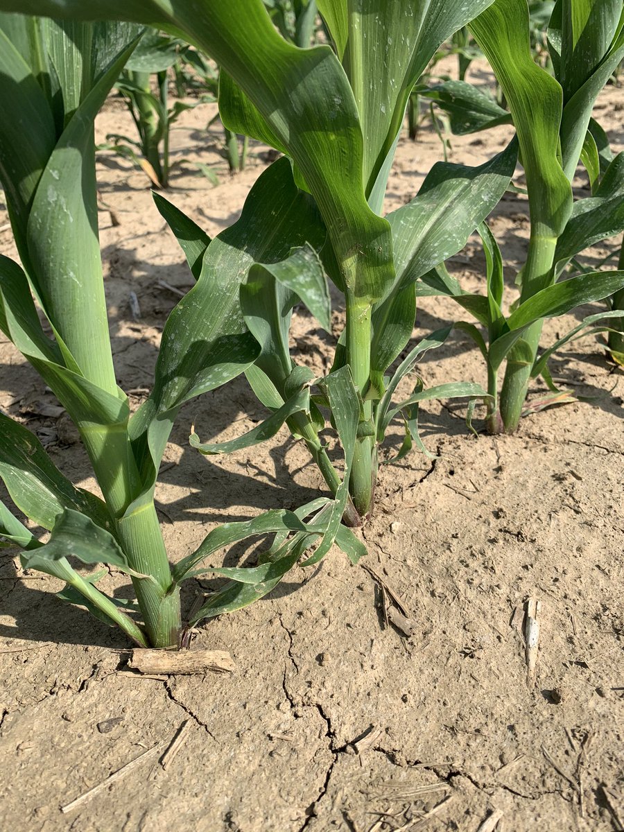 BluegrassAg's tweet image. Channel 214-78 looking great this morning. Cool weather slowed it down for a couple weeks, but now it is loving the warm weather, sunshine and a great fertility program! @ChannelSeed @ConceptAgriTek