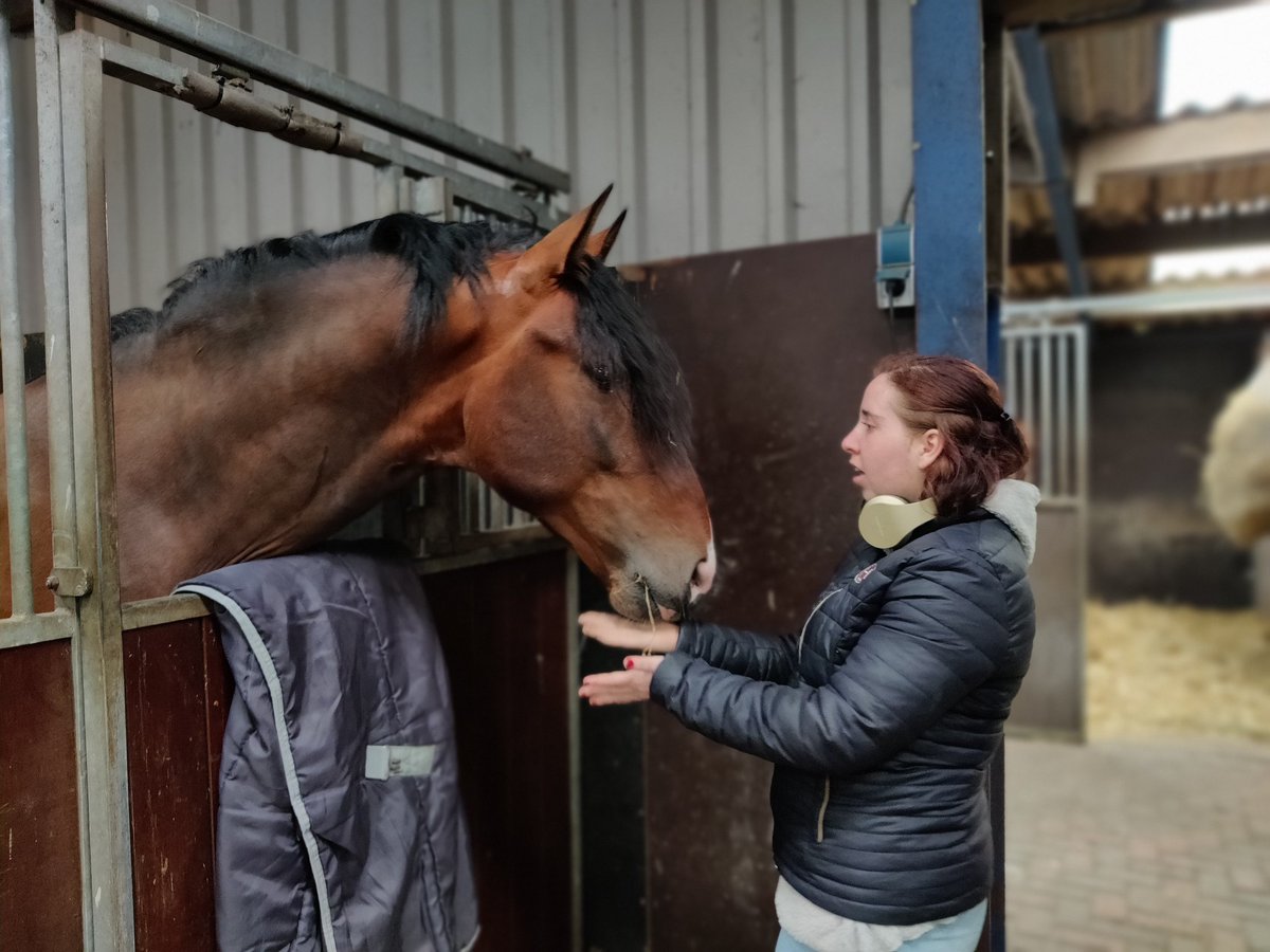 IThAmbagtsheer's tweet photo. Hij is er, en het is een snoepje van een #paard #Segador https://t.co/roWCQIIJSR