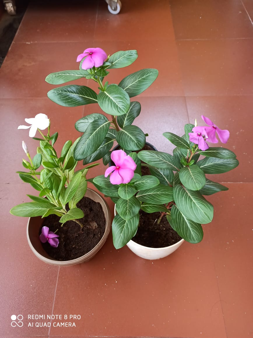 teatattler's tweet photo. Periwinkles have been cropping up everywhere inside different pots of my balcony and the terrace.. 🌸 Last few weeks, I have been giving them their own spaces (pots), watching them till they bloom &amp; giving them away..🌸 💕 🌿

#Periwinkle #Vinca #Sadaphooli #GardenStories https://t.co/ZQbzaiJoRC