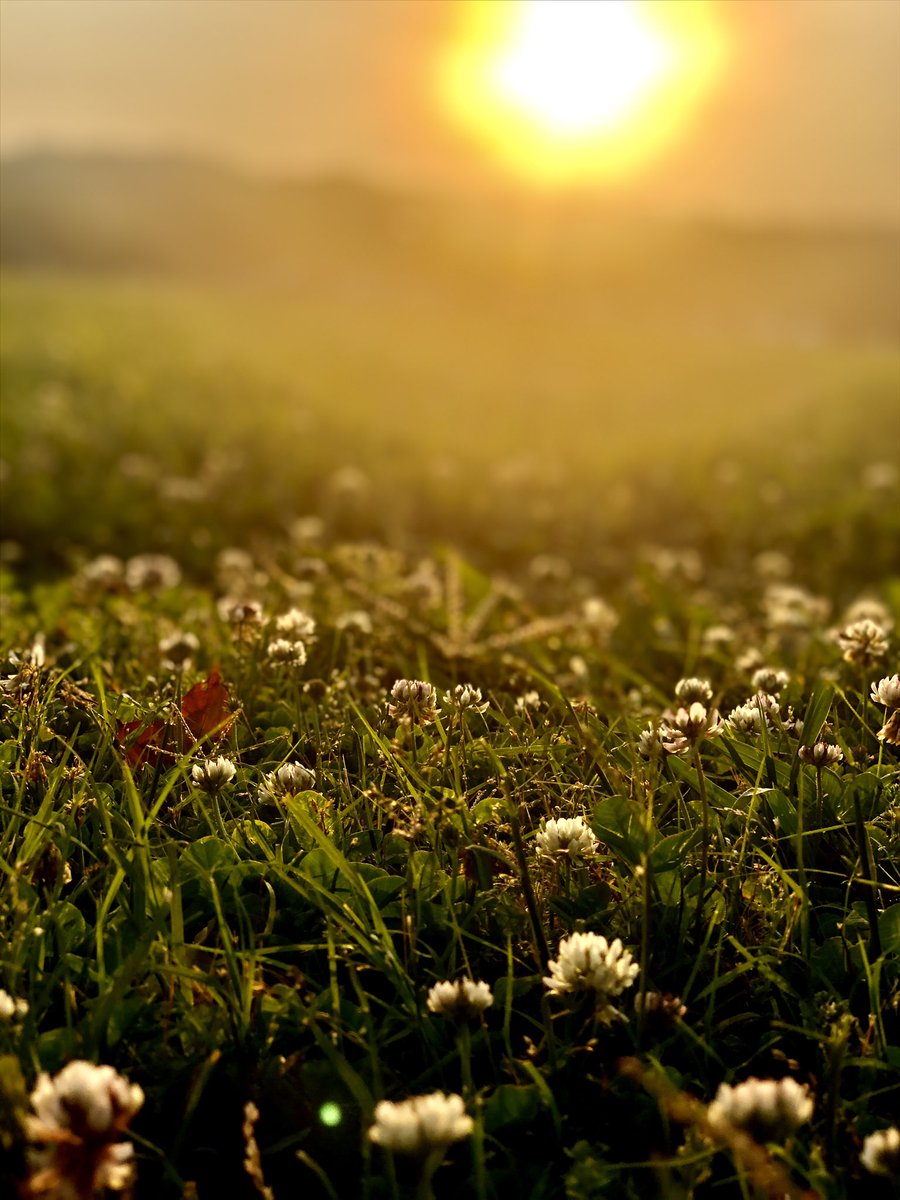 mshalugupta's tweet photo. Evening walks can sometimes lead you to a beautiful sunset and a lesson that everything is going to be alright. Day is coming to an end but life is not. There will be another day with lot many possibilities... #sunset #evening #possibilities #FightForMyWay #hope https://t.co/1KNdCRVzJc