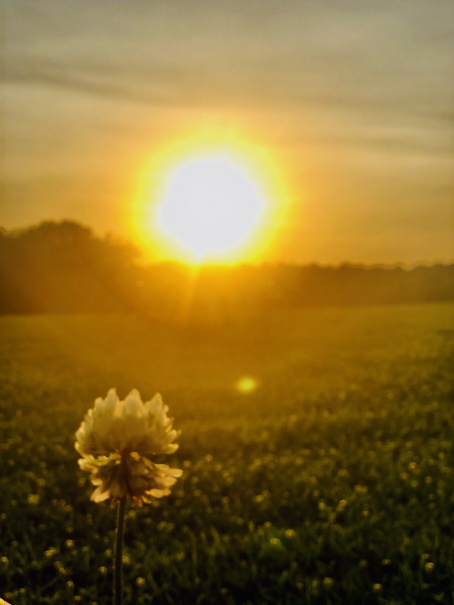 mshalugupta's tweet photo. Evening walks can sometimes lead you to a beautiful sunset and a lesson that everything is going to be alright. Day is coming to an end but life is not. There will be another day with lot many possibilities... #sunset #evening #possibilities #FightForMyWay #hope https://t.co/1KNdCRVzJc