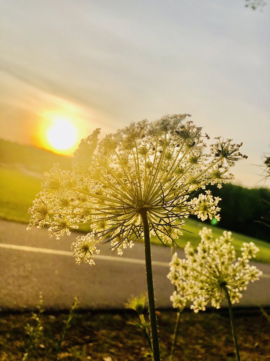 mshalugupta's tweet photo. Evening walks can sometimes lead you to a beautiful sunset and a lesson that everything is going to be alright. Day is coming to an end but life is not. There will be another day with lot many possibilities... #sunset #evening #possibilities #FightForMyWay #hope https://t.co/1KNdCRVzJc