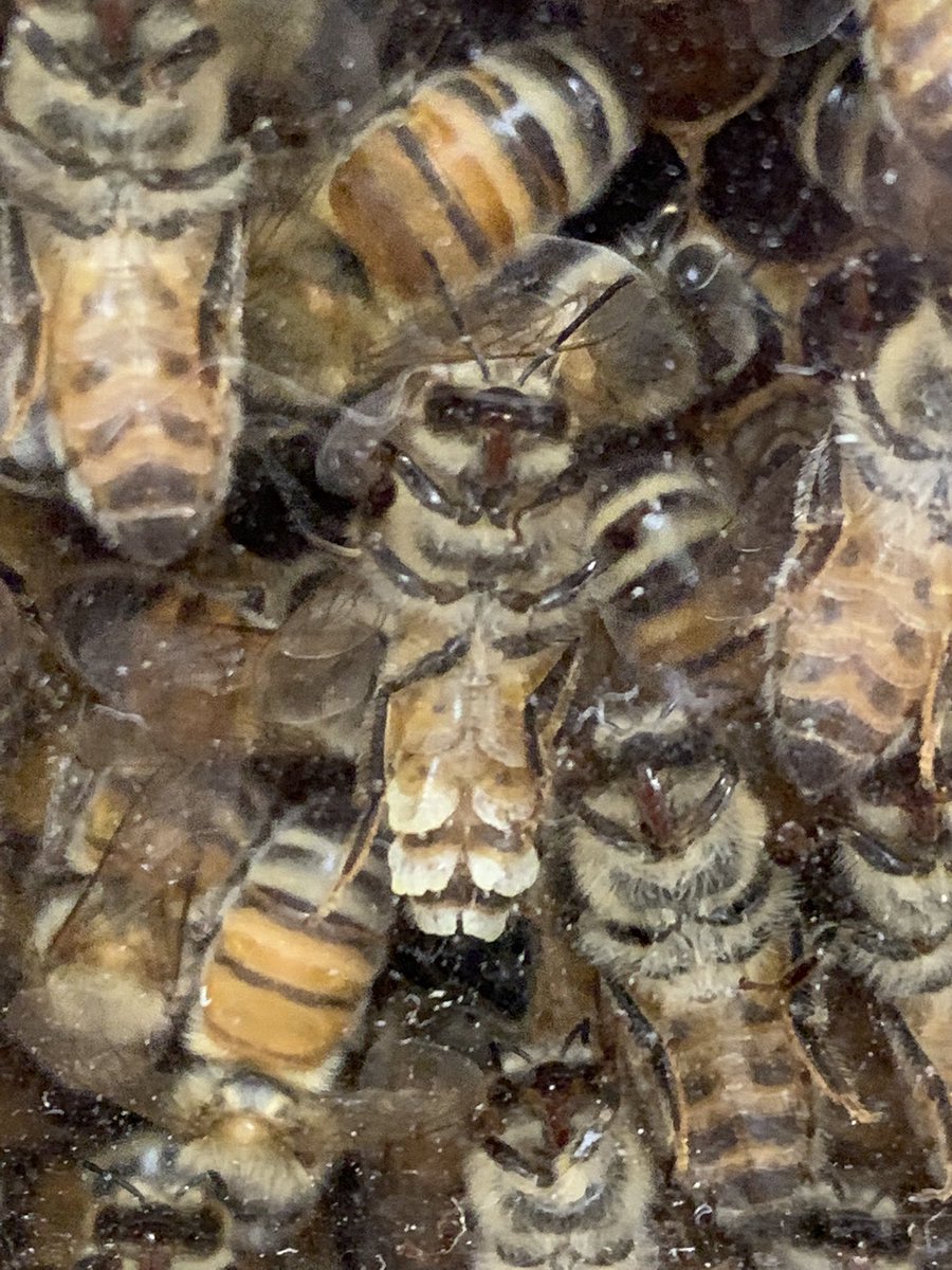 beepresenthoney's tweet photo. Got a picture of a bee working her wax glands!  When bees are 12-20 days old, they develop a wax-producing gland in the abdomen of their bodies to make their honeycomb
#honeycomb #beeswax #beekeeper #bees #bee #beepresenthoney #🐝 #honeybee #womanownedbusiness #wax #waxglands https://t.co/A3Ti0eJyLk