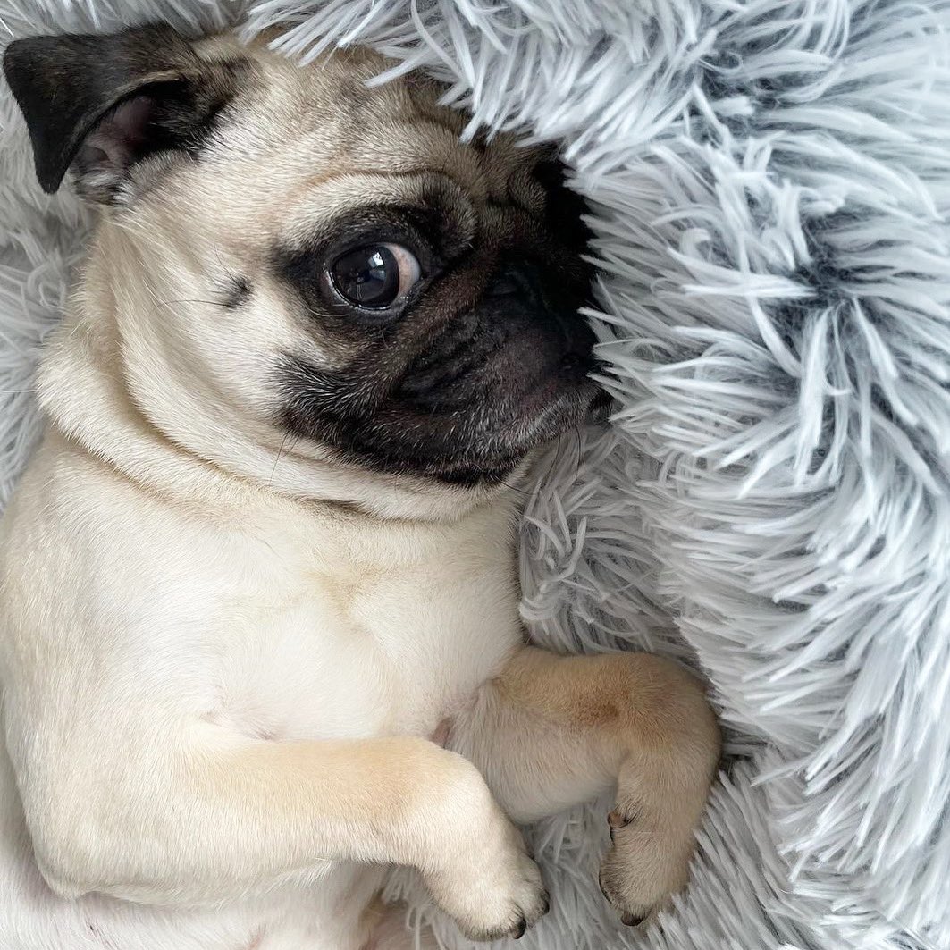 TheTomCoteShow's tweet photo. Leave me alone - it’s my weekend. 😎❤️
follow @yo_itsmilothepug https://t.co/u9Yd366Vjy
