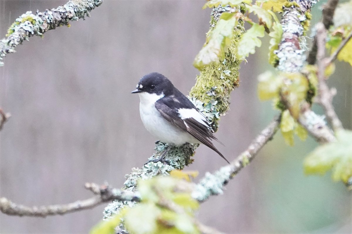 Pied Flycatcher pair showing well at Nagshead RSPB, also 2 Redstarts, 4 Spotted Flycatcher and a Mandarin. #glosbirds