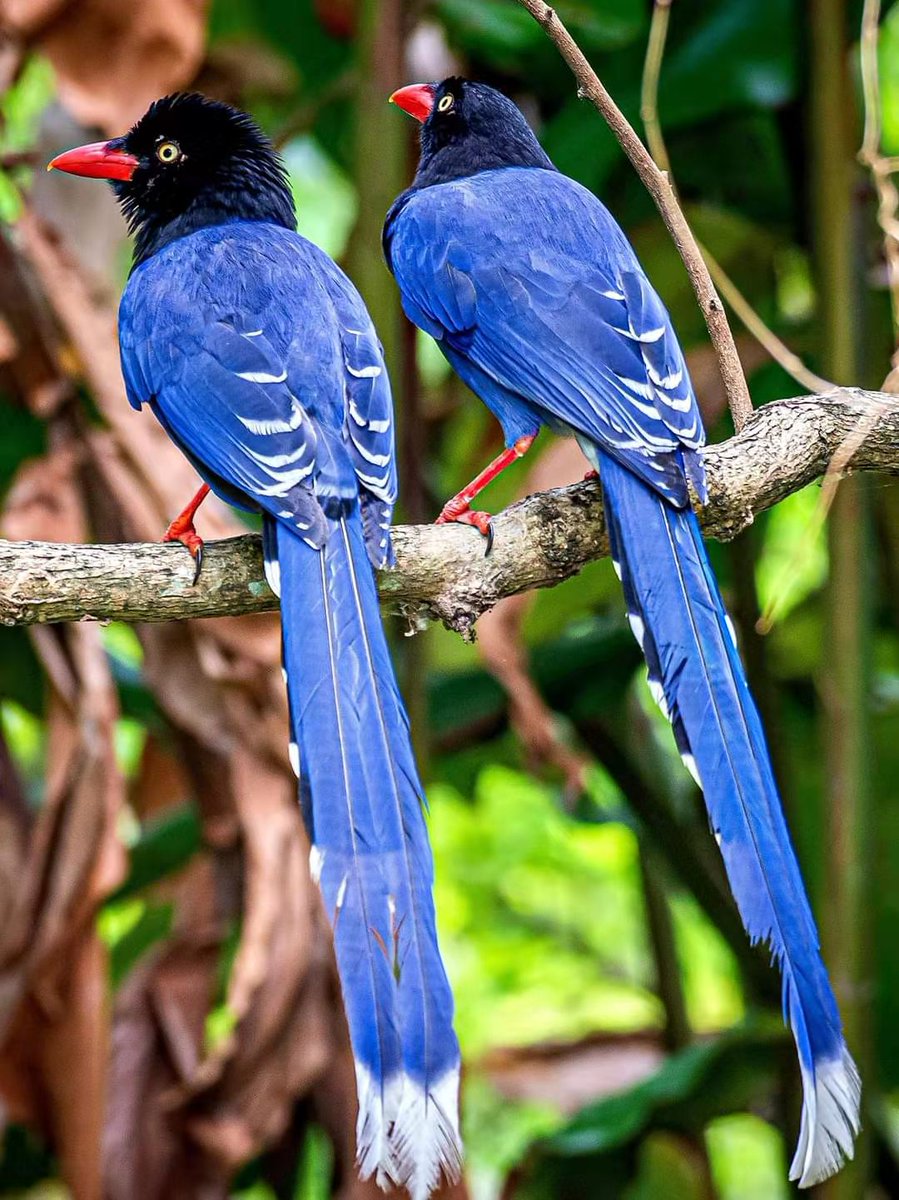 Wilton Xie 台湾蓝鹊 英文名 Taiwan Blue Magpie Wilton Xie 台湾蓝鹊 英文名 Taiwan Blue Magpie