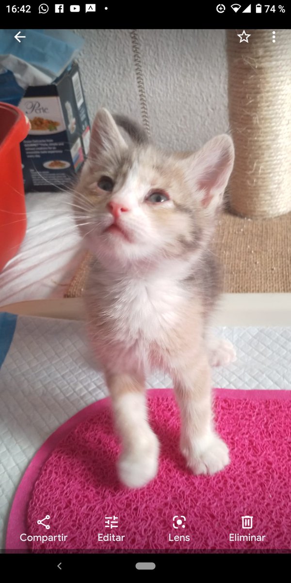 evaav9's tweet photo. @BeatrizAndrino sus crías también buscan adopción, pero lo más urgente es encontrarle un sitio a su madre https://t.co/2HEA0JUAcr