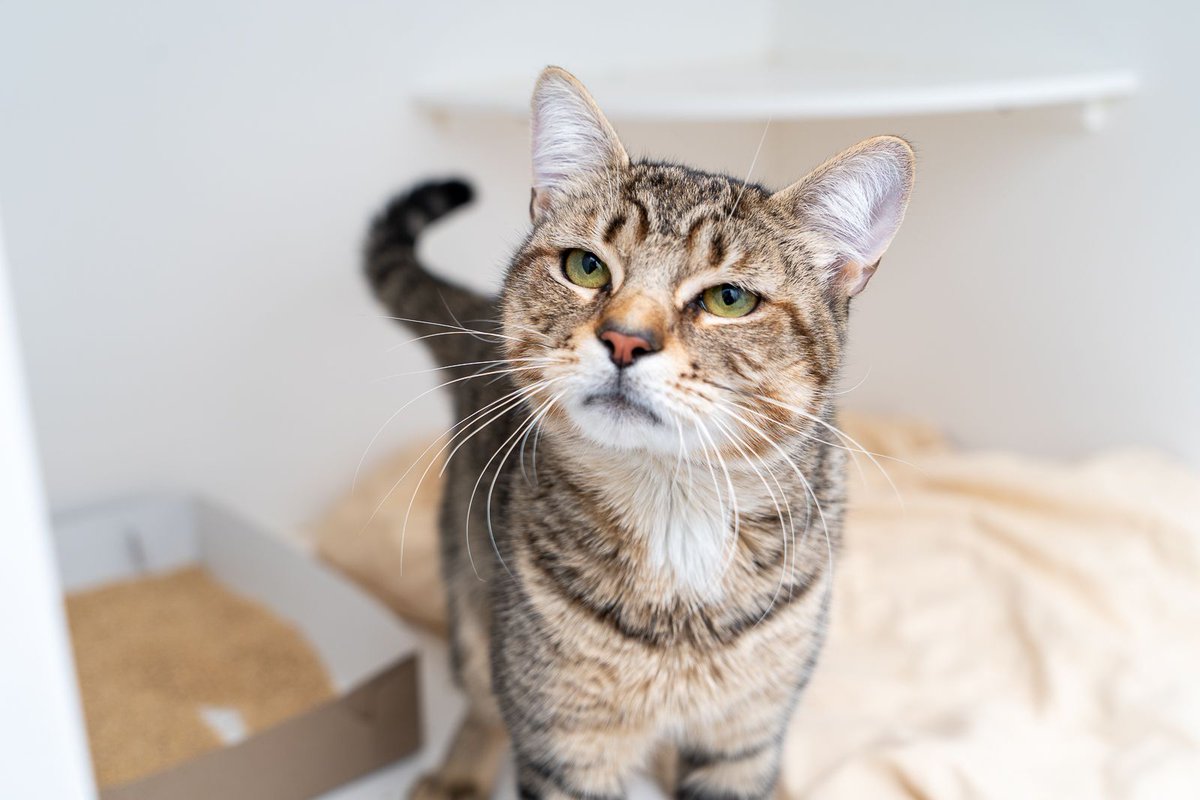 Calling all bakers! Who needs an apprentice? Franklin has been practicing his kneading skills all his life and he eagerly awaits his chance to shine. Biscuits? Check. Dough? You got it. Bread? Sure, why not? This friendly former stray is ready for a forever companion.