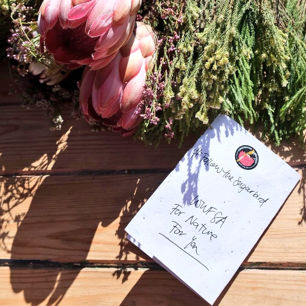 Boozy_Foodie's tweet photo. Celebrating #biodiversityday with these proudly South African #conservationchampions π±
@VondelingWines
@Lourensford
@SpierWineFarm
@Delheim
@WaverleyHills
Always #followthesugarbird!
#WWFSA #conservation #fromnature #biodiversity #DrinkSouthAfrican #southafricanwines https://t.co/Er7XneSSg1