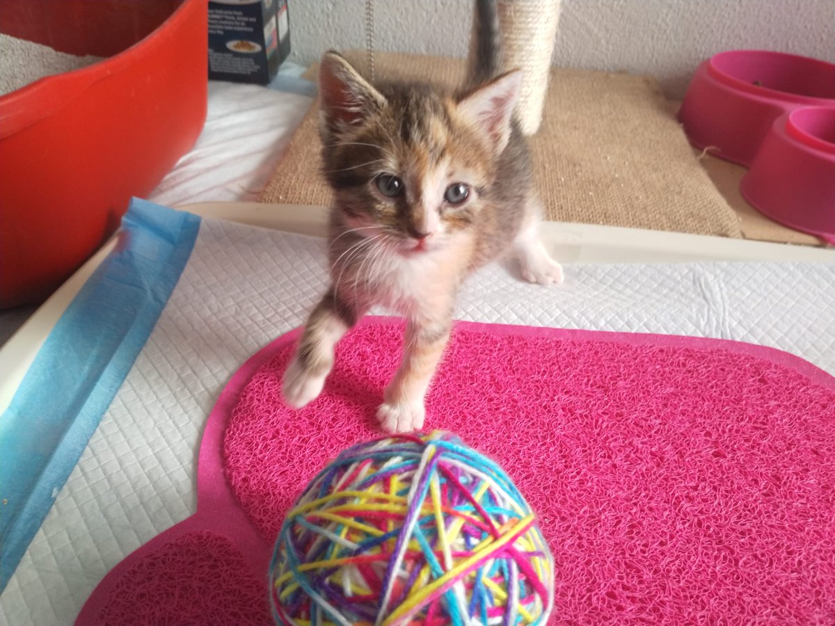 evaav9's tweet photo. @BeatrizAndrino sus crías también buscan adopción, pero lo más urgente es encontrarle un sitio a su madre https://t.co/2HEA0JUAcr