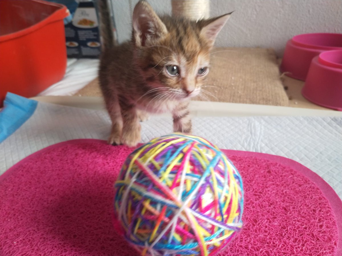 evaav9's tweet photo. @BeatrizAndrino sus crías también buscan adopción, pero lo más urgente es encontrarle un sitio a su madre https://t.co/2HEA0JUAcr