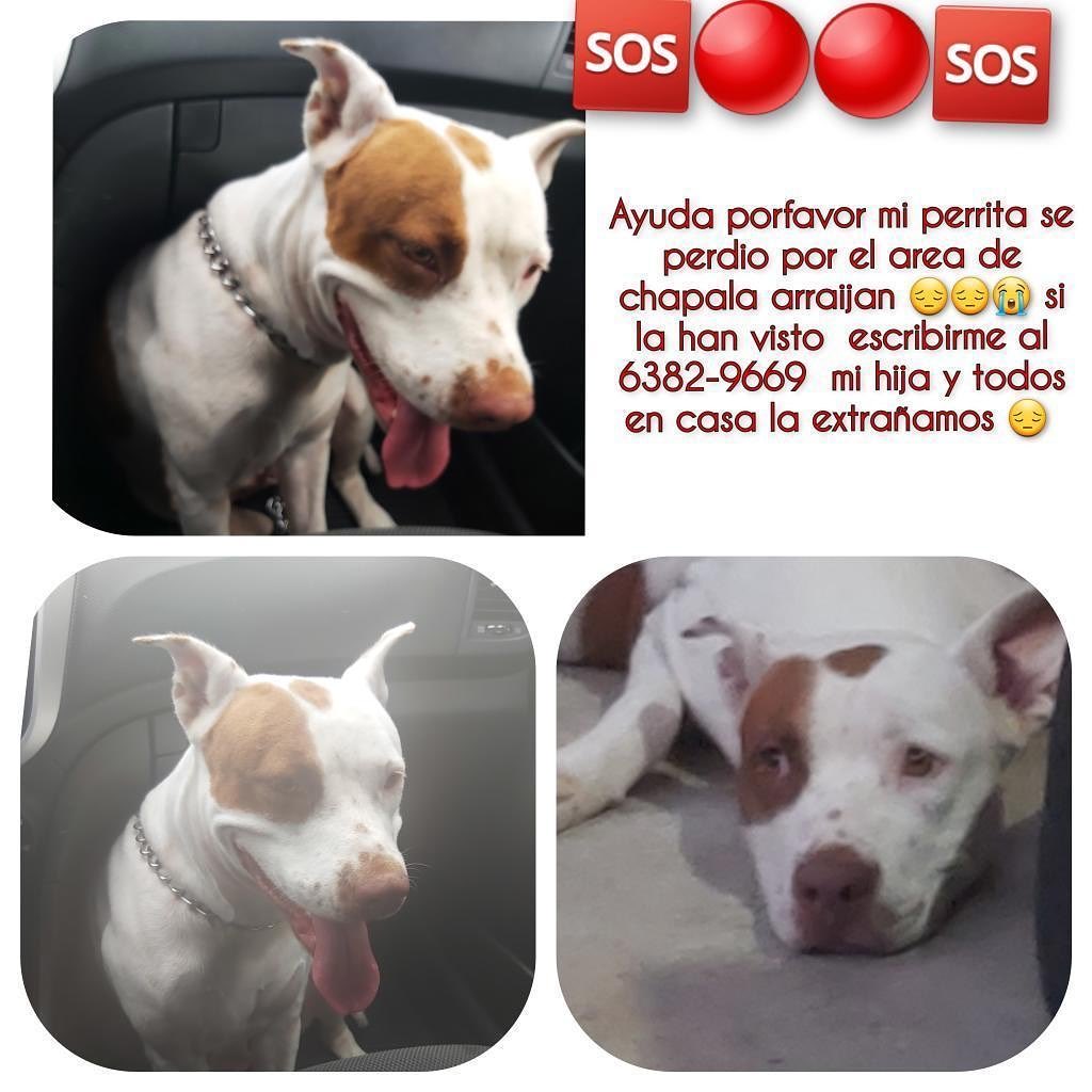 ivetteodalys's tweet photo. Favor compartir!
Perdida en Área de Chapala./ https://t.co/zANcSw6ycC