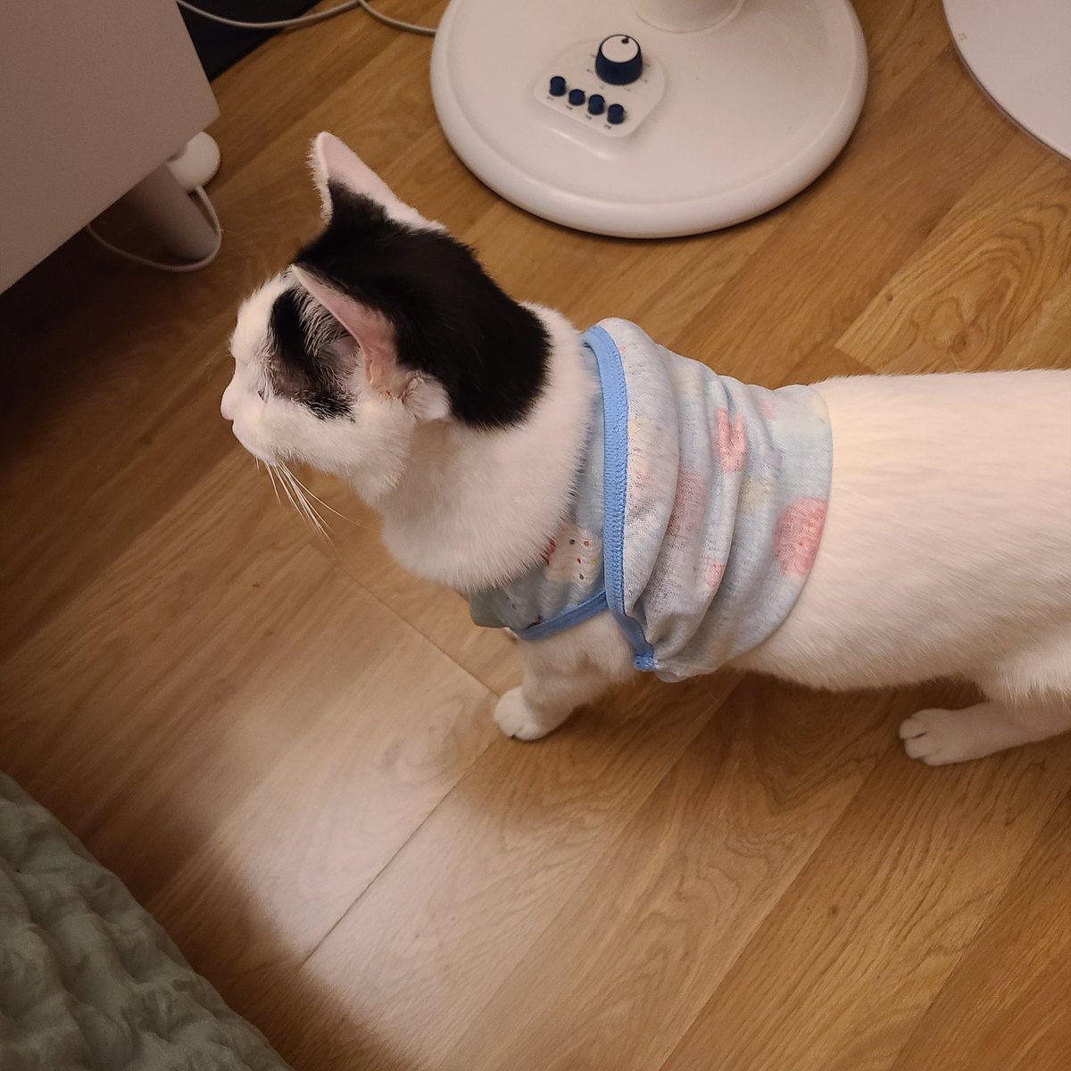 중국 아저씨처럼 티샤스 배까고 다니는 고양이 아저씨