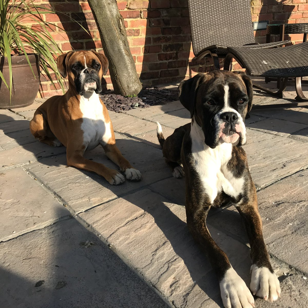 mollymcconnon's tweet photo. @StacieMazzotta @bluezed2003 @dogcelebration @BoxerBond @BoxerDogUnion We have one that gets a little obsessed with her toys ! There pain threshold is unbelievable #BoxerPuppyLove🐾🐾 #AvaAndElsie🐾🐾🐾🐾 #BoxerPups https://t.co/R9w5ClGI6e