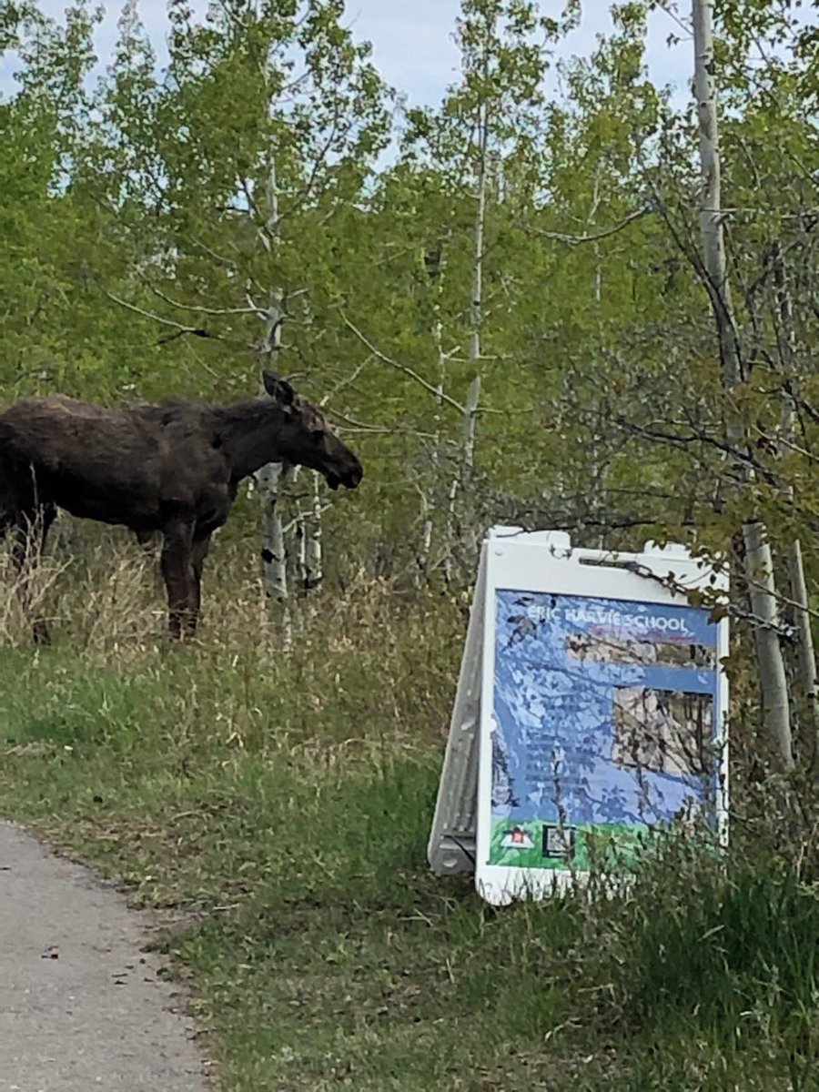 LorraineKinsman's tweet photo. Look who was checking out our #CouleeSchool signs this morning when Mrs. Bowles was out for her walk💕💕 We thought everyone would want to learn about the Coulee too - we were right!😊😊  @cityofcalgary @ParksFdnCalgary #YYCOutdoors https://t.co/ZiXdLxjU7T