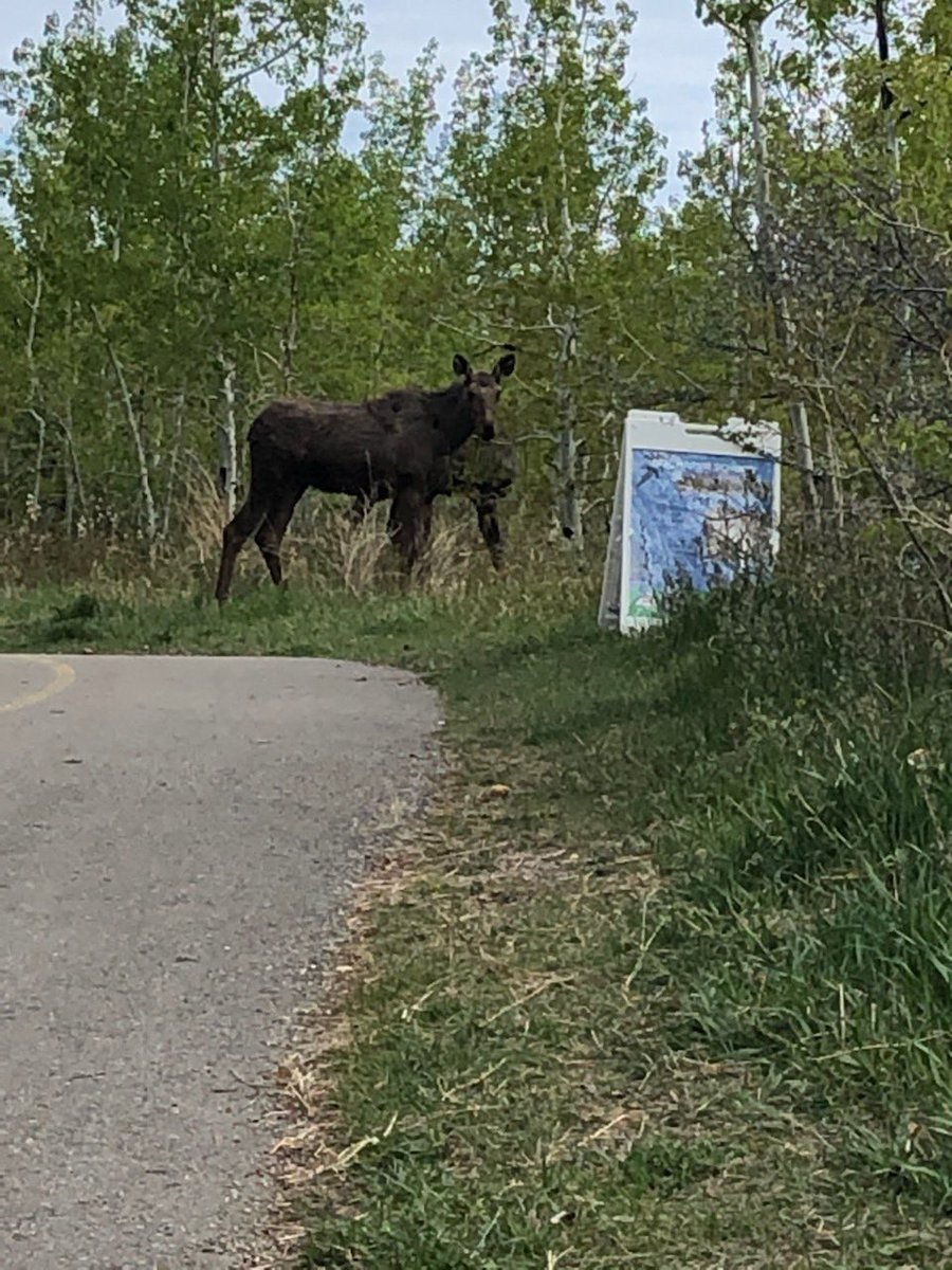 LorraineKinsman's tweet photo. Look who was checking out our #CouleeSchool signs this morning when Mrs. Bowles was out for her walk💕💕 We thought everyone would want to learn about the Coulee too - we were right!😊😊  @cityofcalgary @ParksFdnCalgary #YYCOutdoors https://t.co/ZiXdLxjU7T