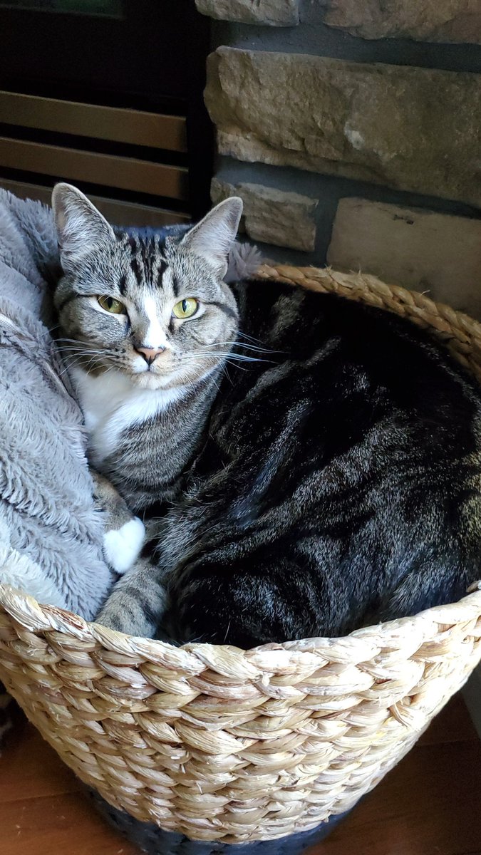 gwr77's tweet photo. @rickygervais cat in her bed basket https://t.co/Cfp1EGE5l5