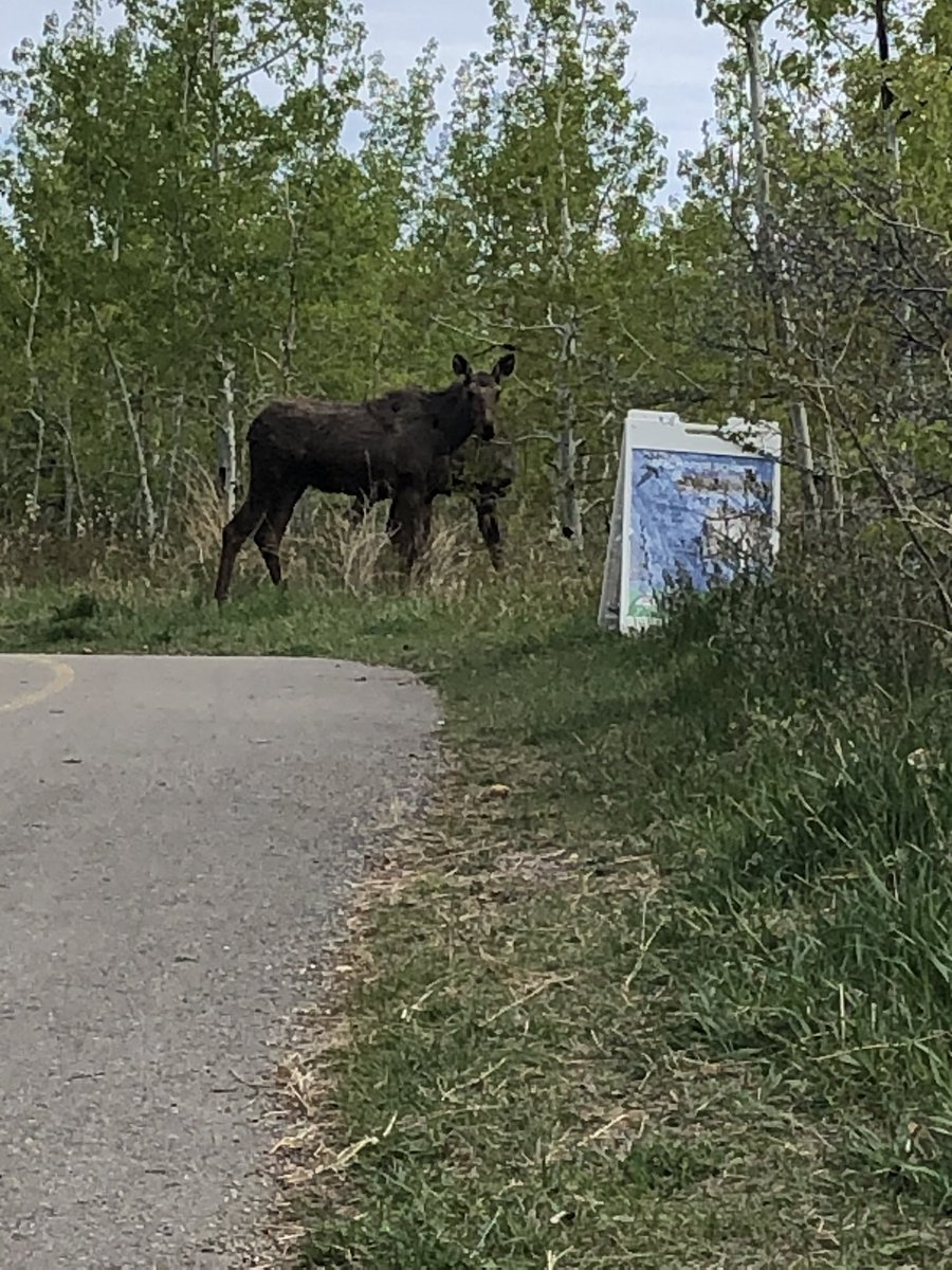 rtbowles's tweet photo. Went to #12MileCoulee to see @EricHarvieSchl signs. 👀 like the moose were checking them out too #ehscouleeschool #yyc #tuscany @yycbe https://t.co/iu7rQxFRSD
