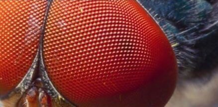 ino_memes's tweet photo. The real reason flies are so hard to kill https://t.co/hnRHn7Tss7