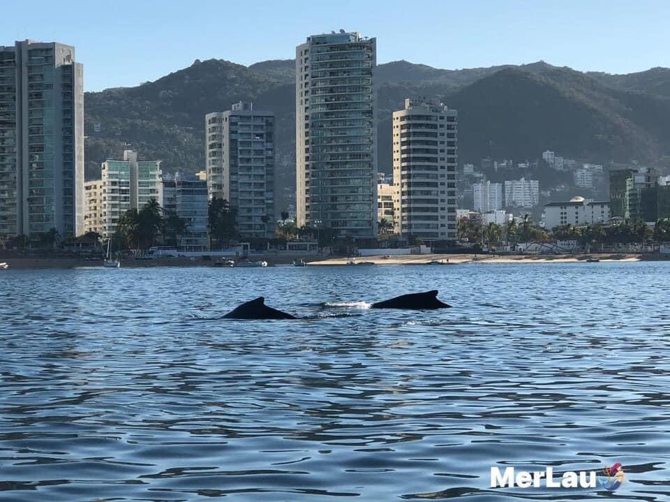 JuliaOr9's tweet photo. Acapulco te espera ! Que estás esperando ?  visita : 
https://t.co/R5bJUnhlpS https://t.co/Ietow6eZRM