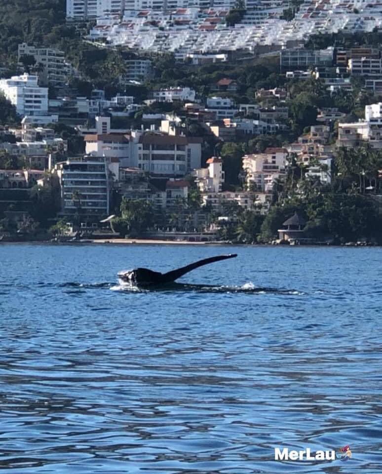 JuliaOr9's tweet photo. Acapulco te espera ! Que estás esperando ?  visita : 
https://t.co/R5bJUnhlpS https://t.co/Ietow6eZRM