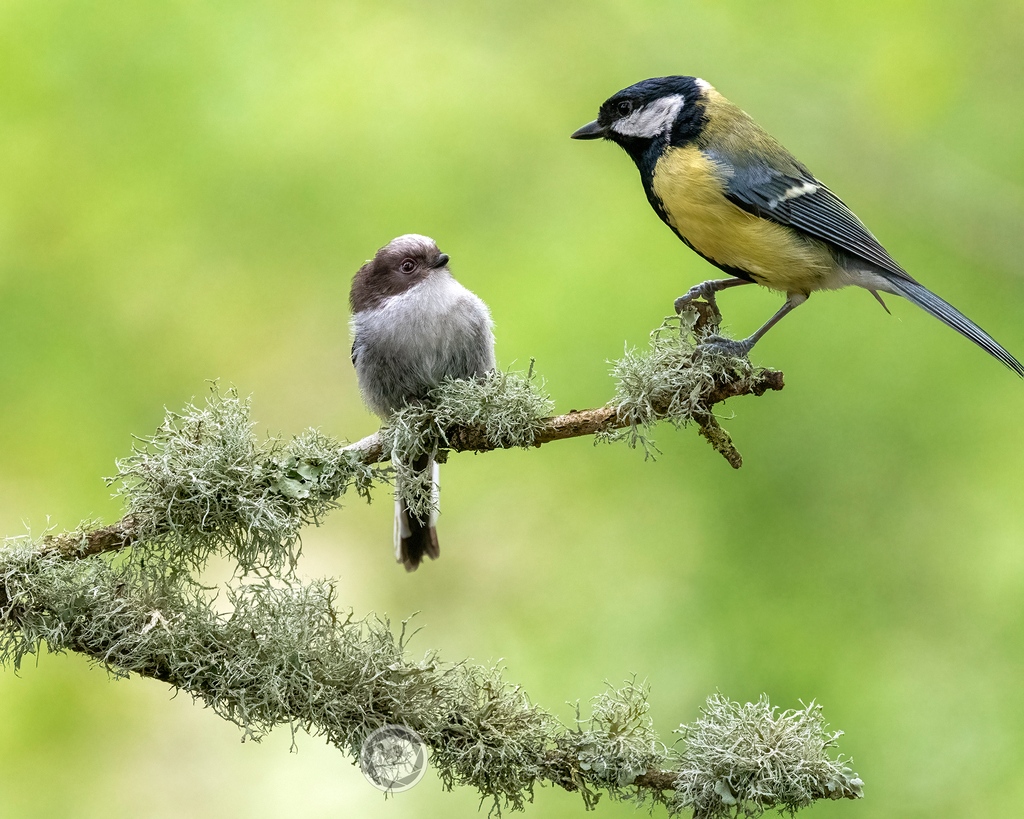 Fluff Ball VI - Juvenile #LongTailedTit #captionthis #BBCWildlifePOTD #Nature #BirdPhotography #Birds #WildlifePhotography @NatureUK @WildlifeMag @iNatureUK @Wildlife_UK @BirdWatchingMag @Britnatureguide @BBCCountryfile woodlandbirdtable.com instagram/woodland_bird_table