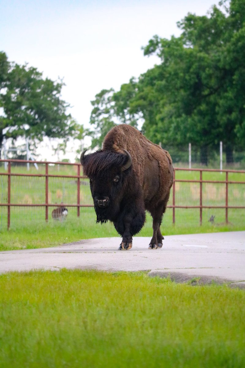 WoolarocMuseum's tweet photo. Big fella owning the road.
#bisonbull #wildlife #stayinyourvehicle https://t.co/EYVnYcsGQb