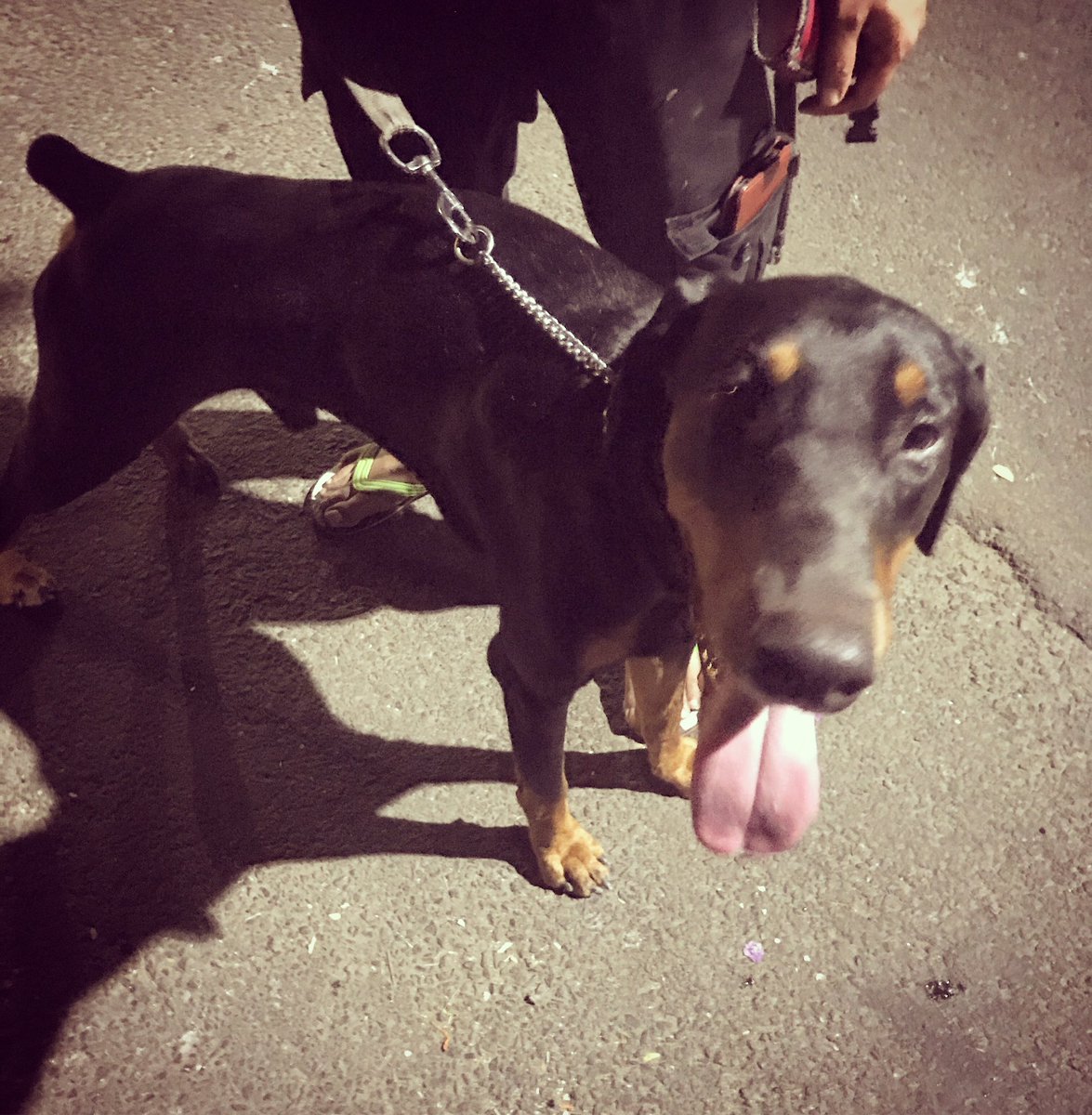 iamnemo13's tweet image. #siMba #eveningwalk #lockdownroutine