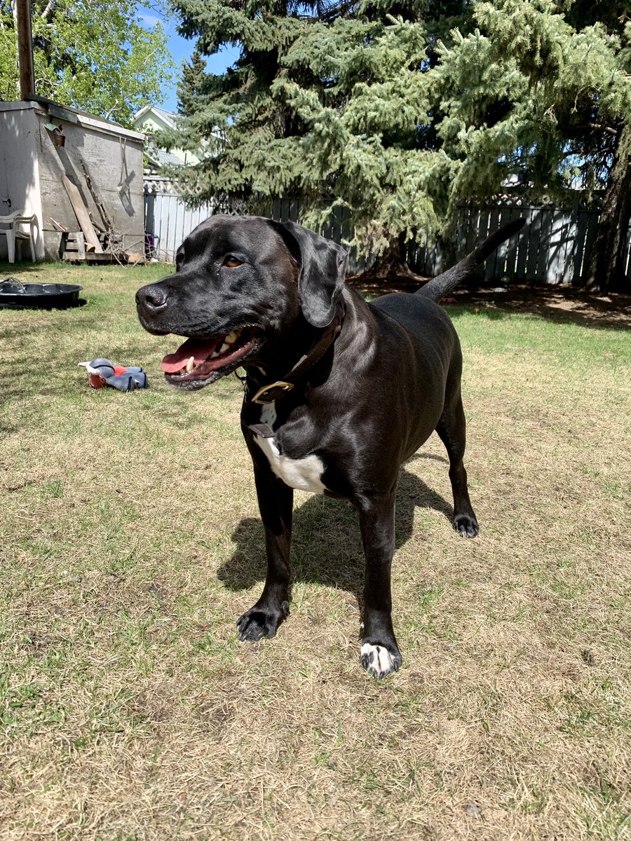 BarkinghamFSJ's tweet photo. 20 and sunny..... the house hippo is pleased https://t.co/qqAgAPahWS