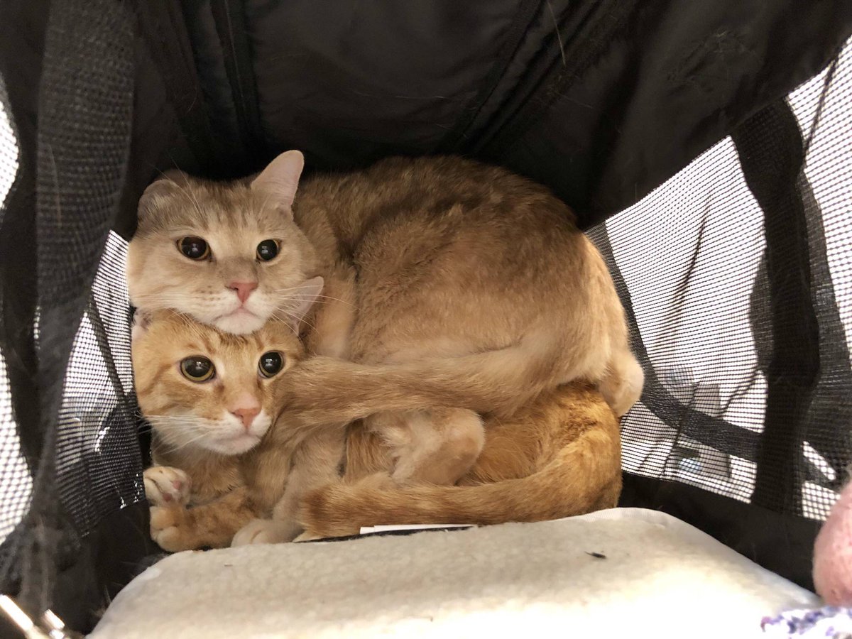 gyecats's tweet photo. cat hug❕ https://t.co/KXFndnbnvF