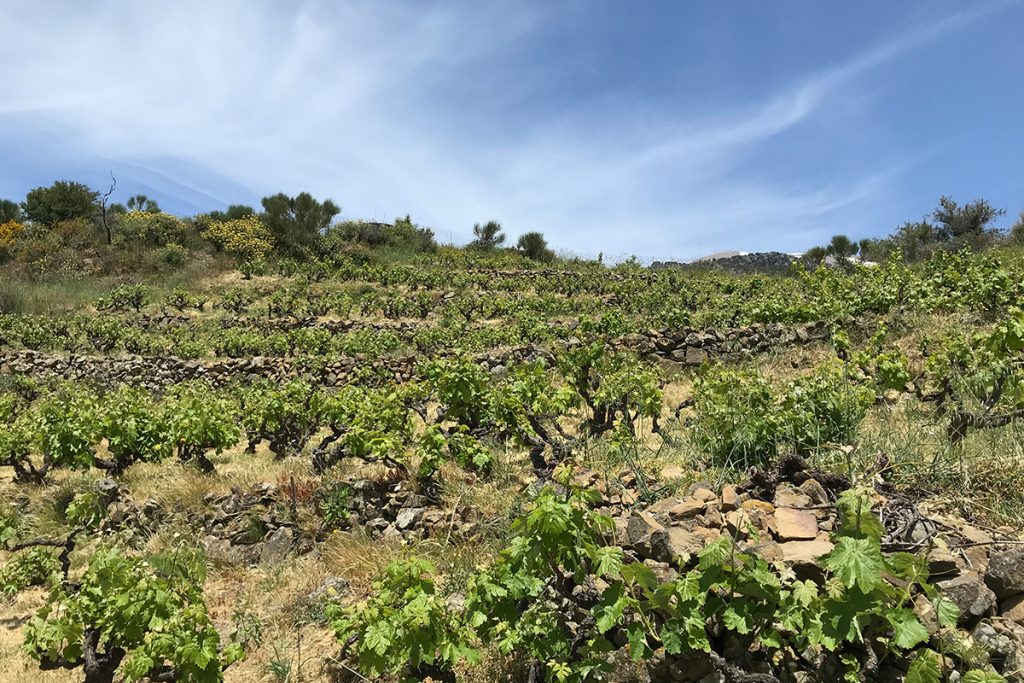 winesofeeurope's tweet photo. What is #Vidiano? @notjustveggie explains in her Grape Guide...

Vidiano is an ancient, white grape variety native to #Crete. It's semi-aromatic &amp; late-ripening, producing #wines with a creamy mouthfeel.

Read the full guide:
https://t.co/8jWTjt5E1C

Graphics by Tatiana Trippett https://t.co/JGCpVM8YjV