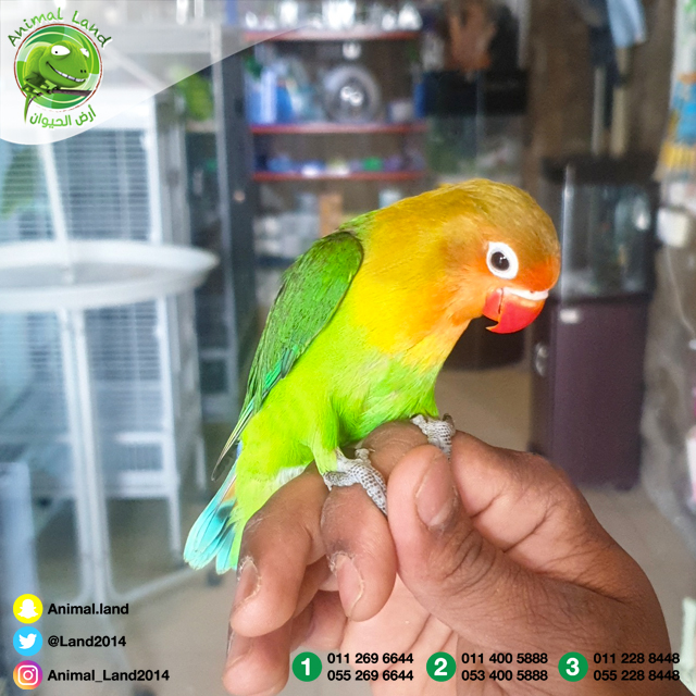 أرض الحيوان Land2014 Twitter