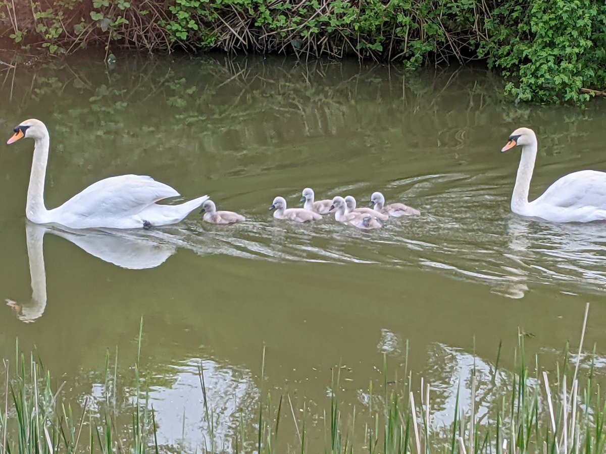 Grand Union Canal, Market Harbrough arm <a href="/SwanwatchUk/">SWANWATCHUK</a>