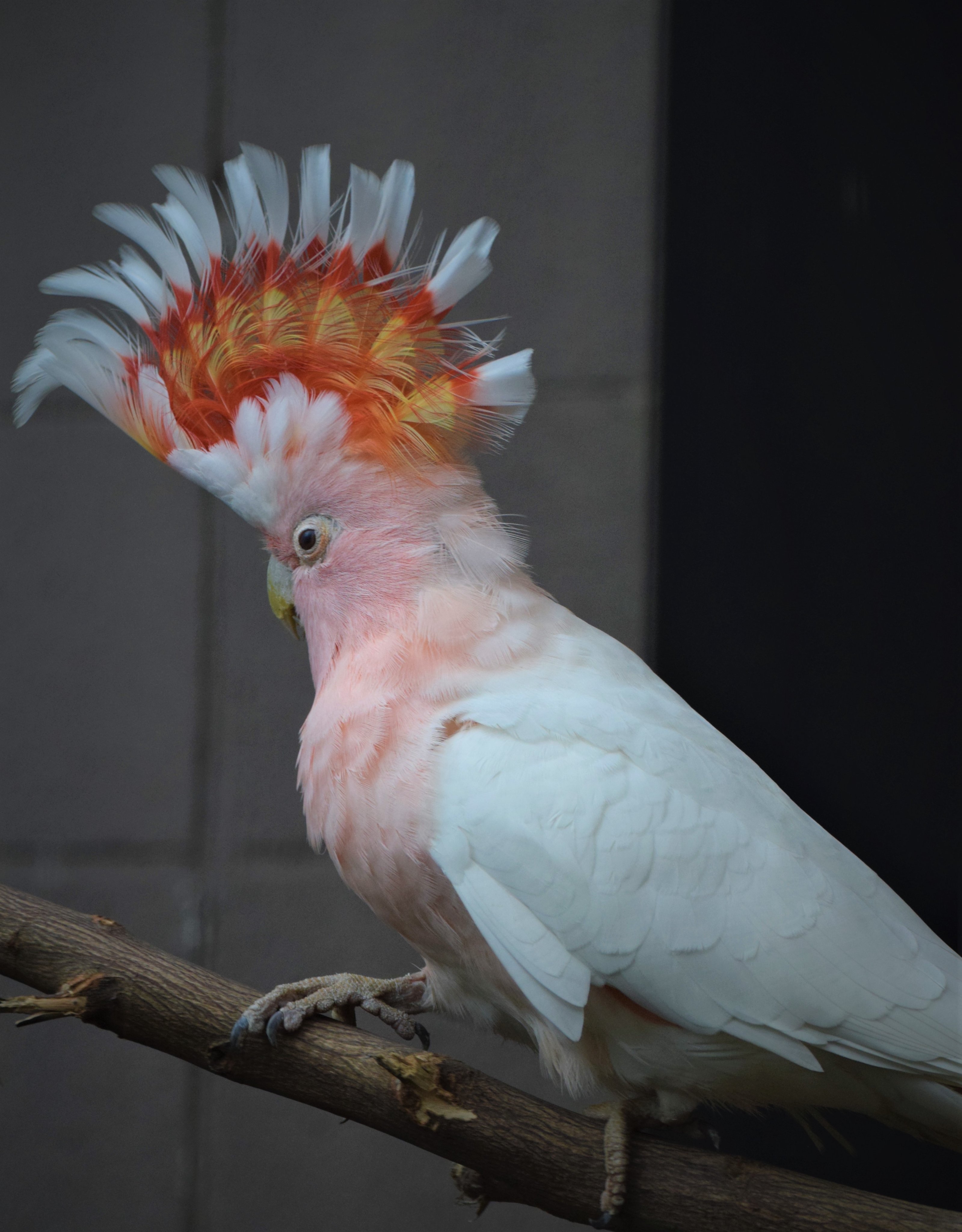 トラねこ Al Twitter ついにクルマサカオウムの冠羽全開をみれたぞ キャンベルタウン野鳥の森 クルマサカオウム T Co Odqjovywui Twitter