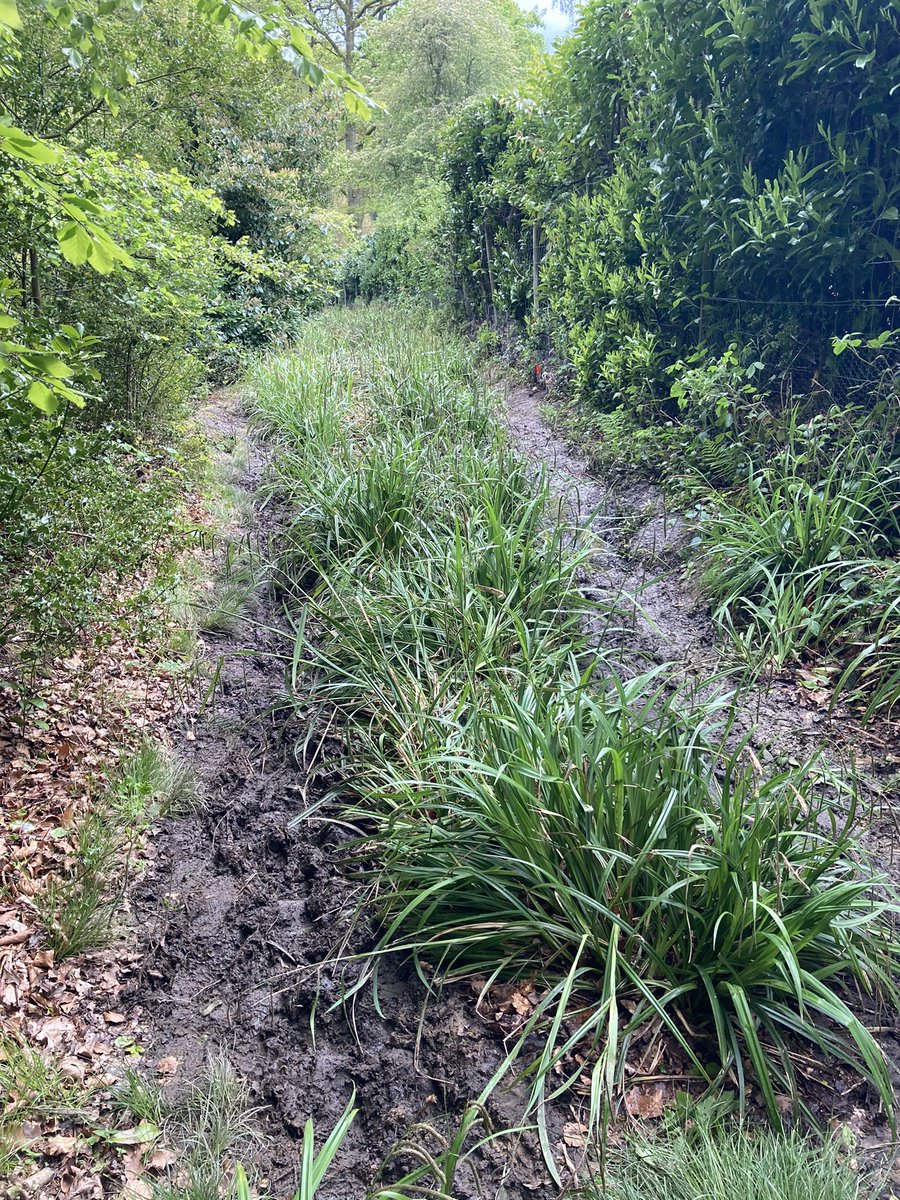 joymwhyte's tweet photo. Muddiest ultra ever. These are the paths. Still so much fun. @ultraxco #SpringTrails https://t.co/s9A8zKj80m
